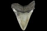 Bargain, Fossil Megalodon Tooth - South Carolina #130707-1